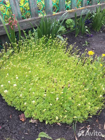 Цветы для дачи и сада