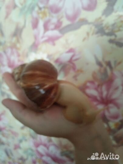 Улитки ахатины бесплатно