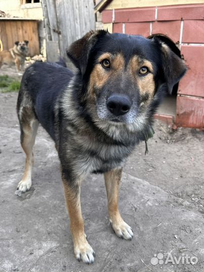 Собака-улыбака