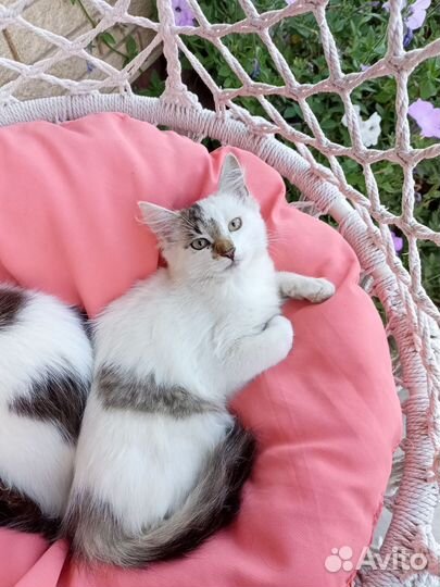 Кошки бесплатно