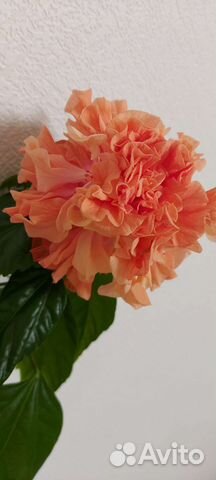 Гибискус китайская роза разные сорта