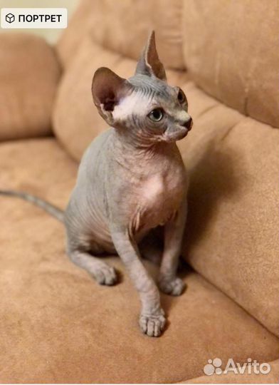 Канадский сфинкс