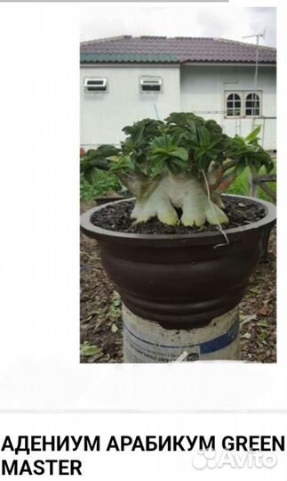 Адениум арабикум