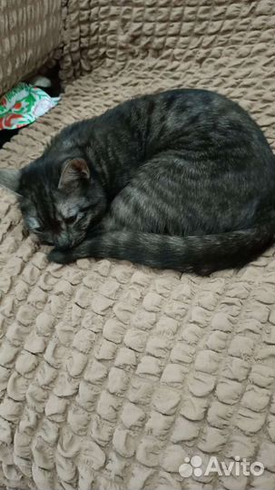 Кошка в дар бесплатно