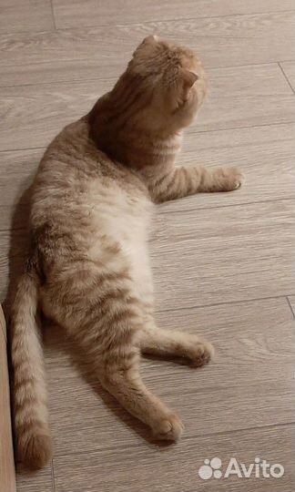 Шотландский кот для вязки