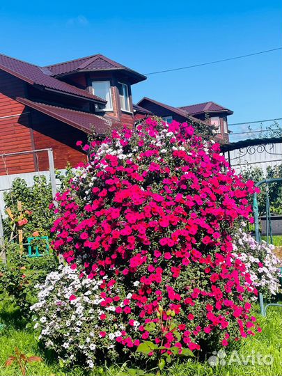 Рассада петунии тайдал,опера