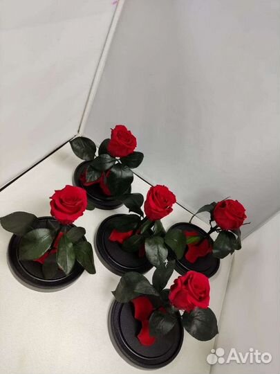 Роза в колбе оптом и в розницу