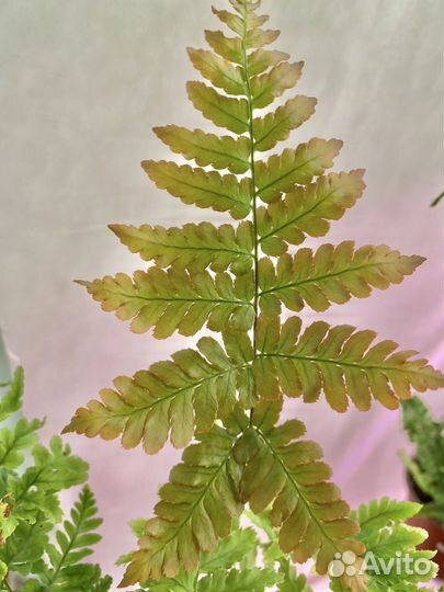 Папоротники птерисы