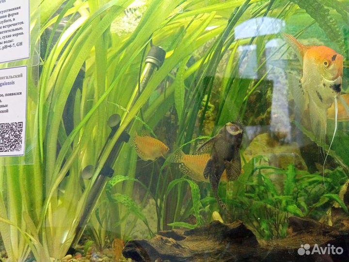 Аквариумное растение