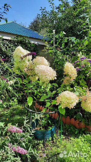 Гортензия метельчатая