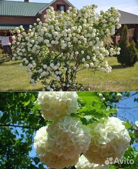 Саженцы декоративные,а также орех(лещина)