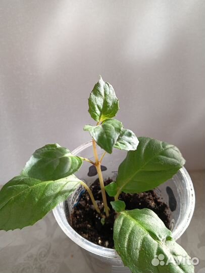 Комнатные растения цветы