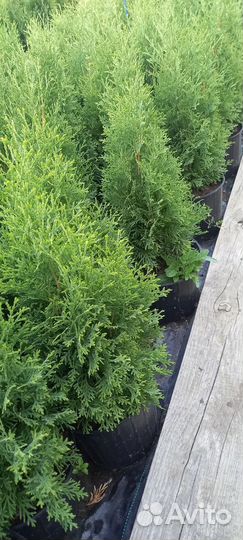 Туя для Живой изгороди