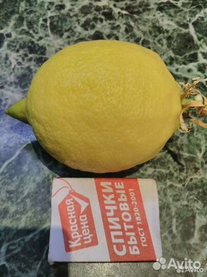 Лимон, олеандр