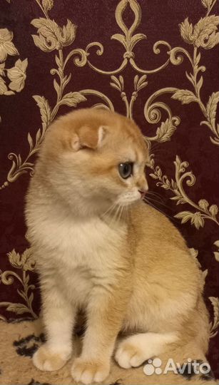 Шотландские вислоухие котята золотая шиншилла