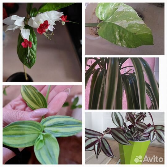 Набор комнатных цветов