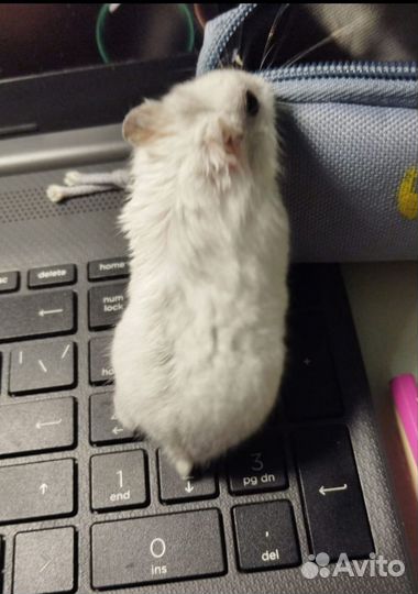 Джунгарский хомяк