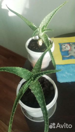 Саккуленты