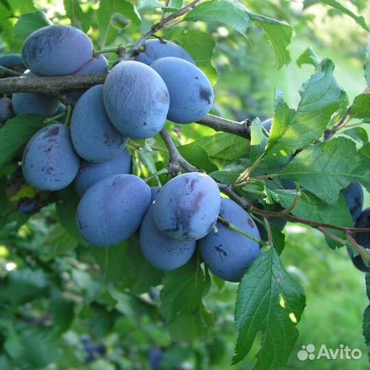 Саженцы слива