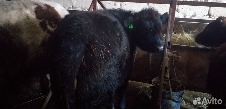 Скотинка бычки