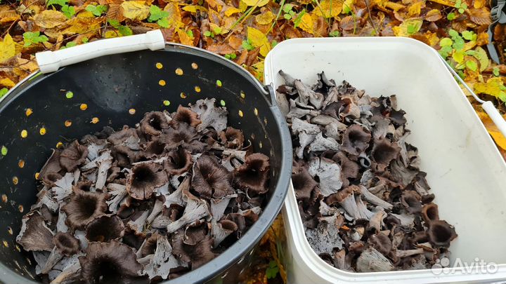 Грибы маслята свежие