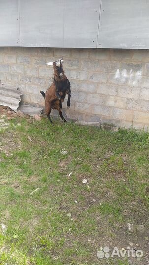 Козёл нубиец