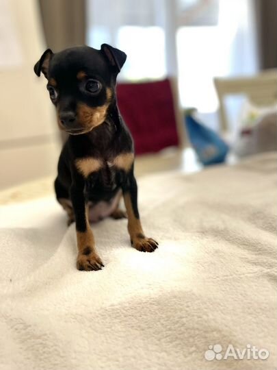 Той-терьер щенки