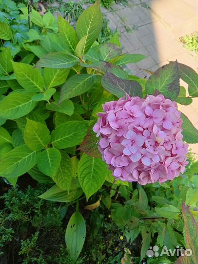 Гортензия Бесконечное Лето