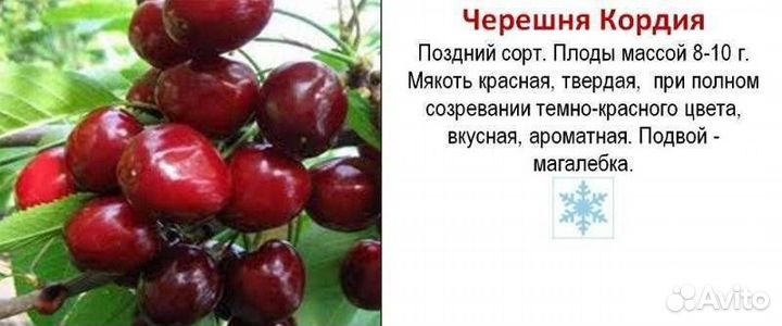 Саженцы черешни