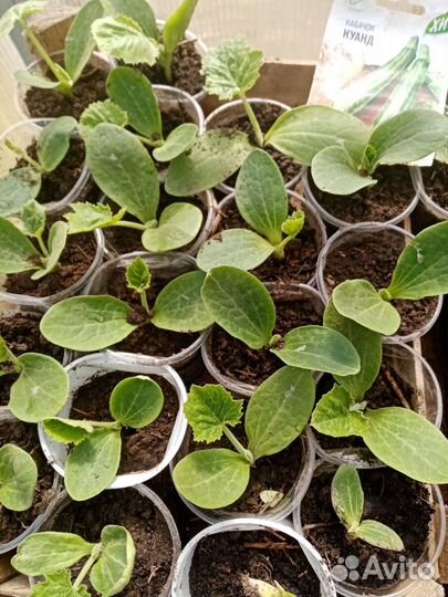 Рассада капусты, свеклы