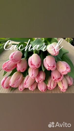 Тюльпаны к 8 марта оптом