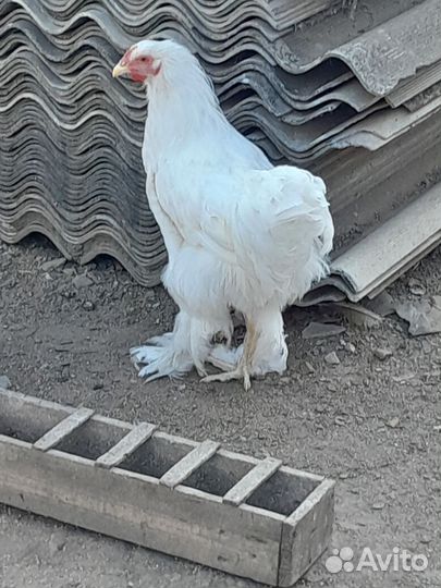 Молодые петушки брама