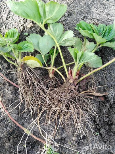 Клубника рассада