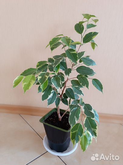 Комнатные цветы