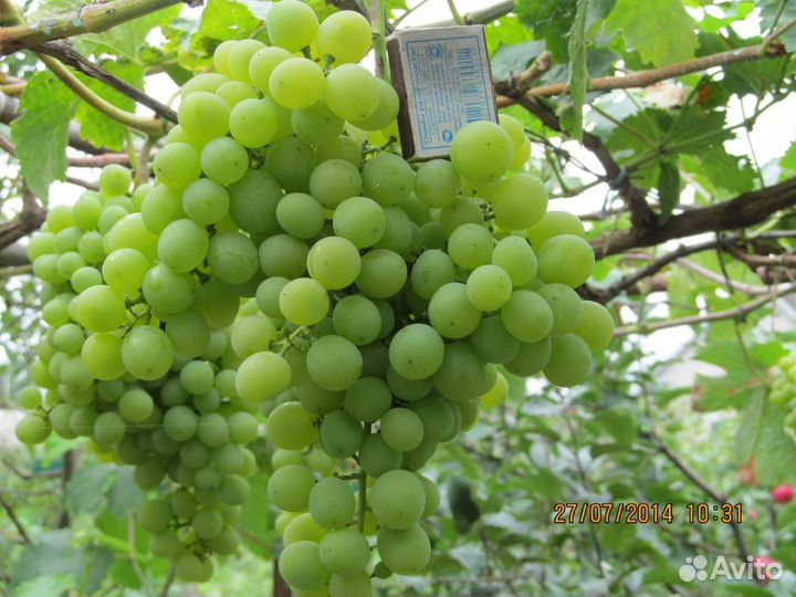 Продам саженцы
