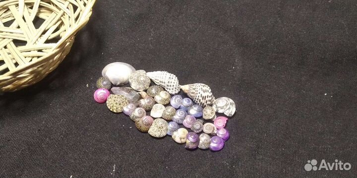 Морские ракушки раковины.Для изготовления подделок