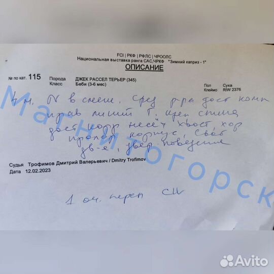 Джек рассел терьер