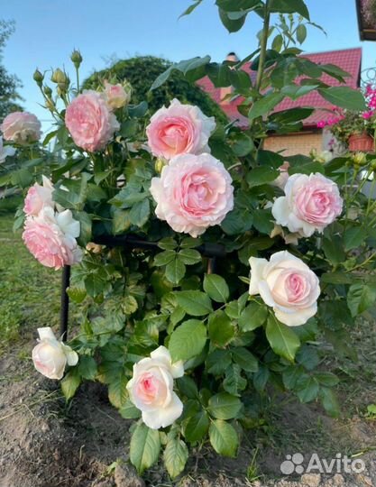 Розы плетистые,кустовые,спрей