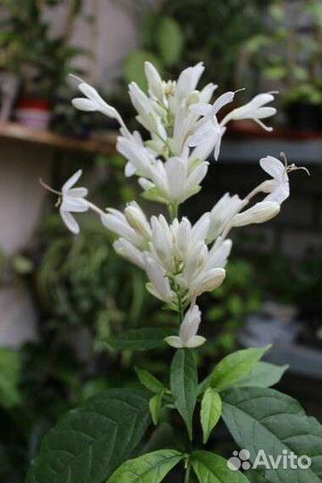 Уайтфельдия