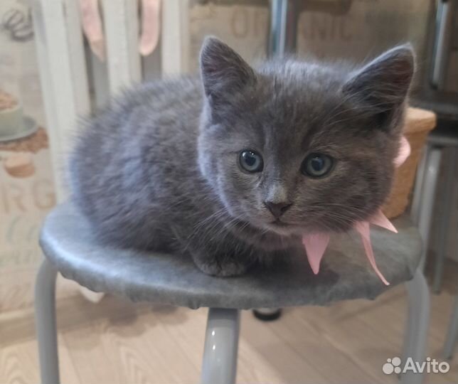 Котенок в добрые руки