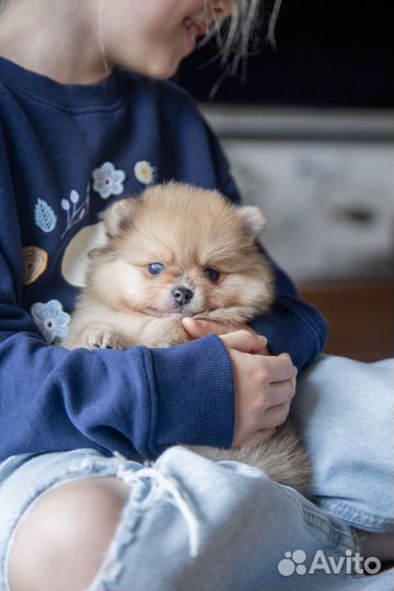 Мини шпиц мальчик