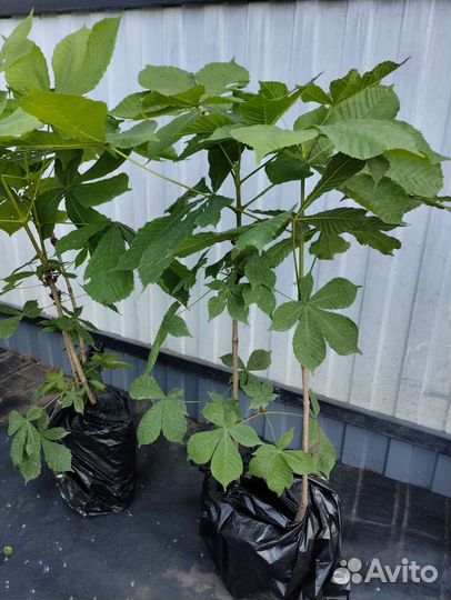 Конский каштан, саженцы