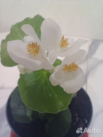 Бегония вечноцветущая