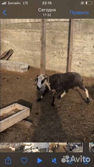 Баран Дорпер