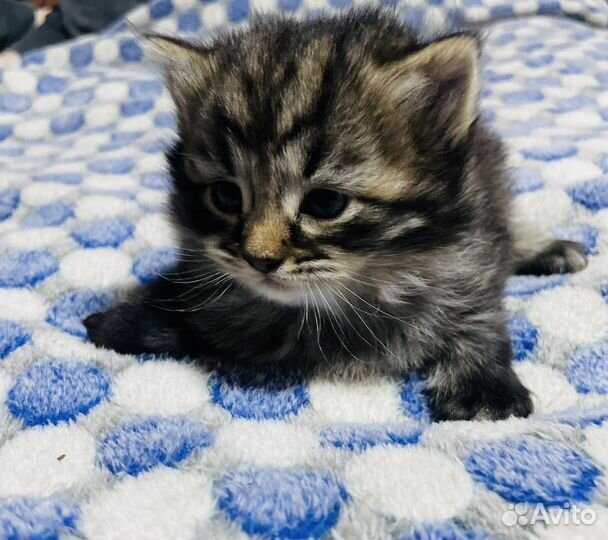 Котятки сибиской крупной