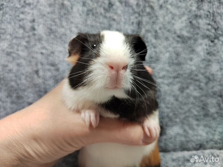 Морские свинки