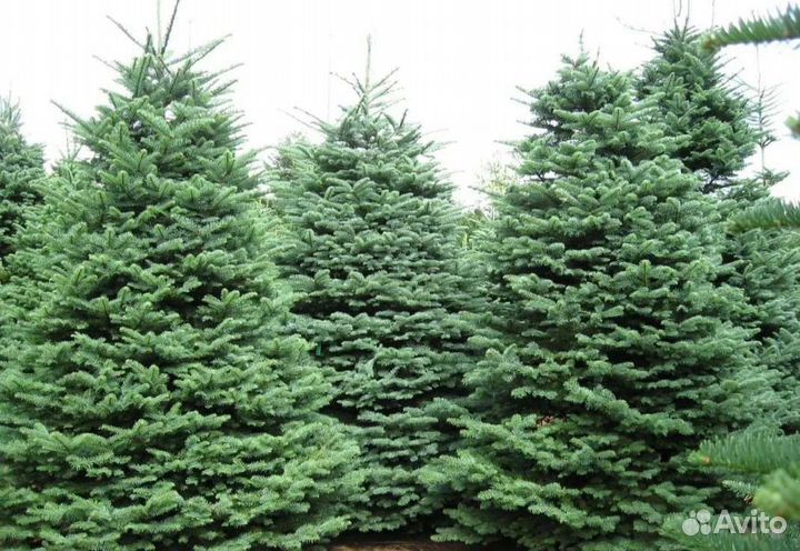 Пихта фрайзера