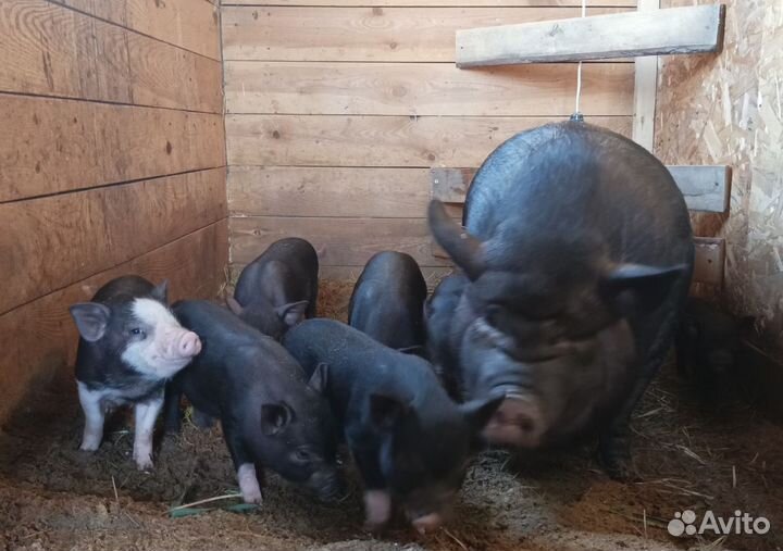 Вьетнамские вислобрюхие поросята