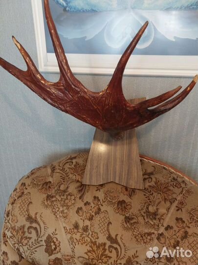 Продам рога лося