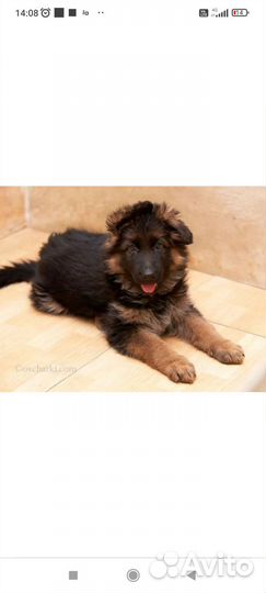 Продаются щенки немецкой длинношерстной овчарки